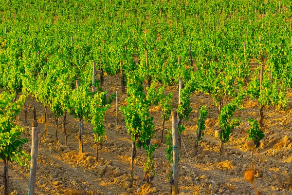 Vineyard — Stock Photo, Image