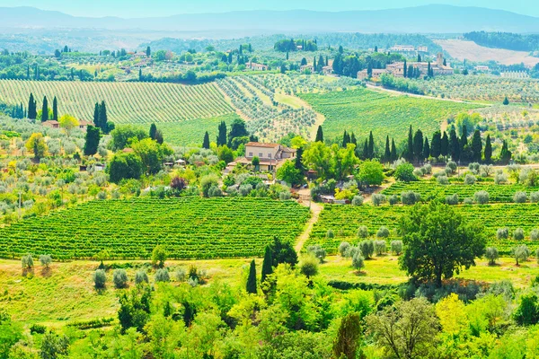 Tuscan τοπίο, με αμπελώνες και ελαιώνες — Φωτογραφία Αρχείου