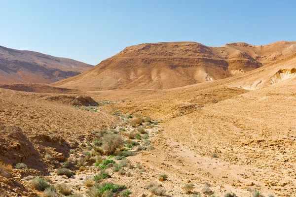 Kuru nehir yatağı — Stok fotoğraf