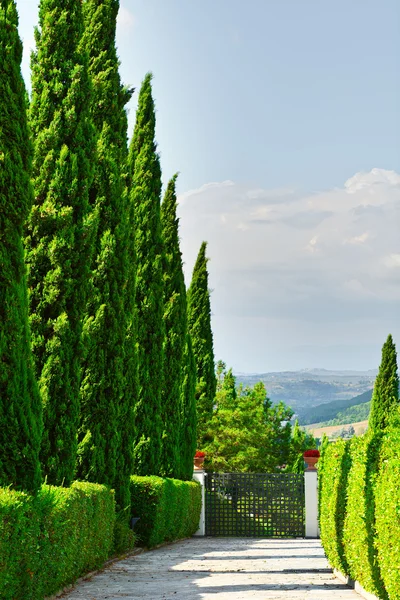 Vicolo dei cipressi — Foto Stock