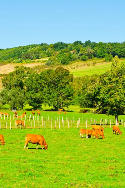 Kühe — Stockfoto