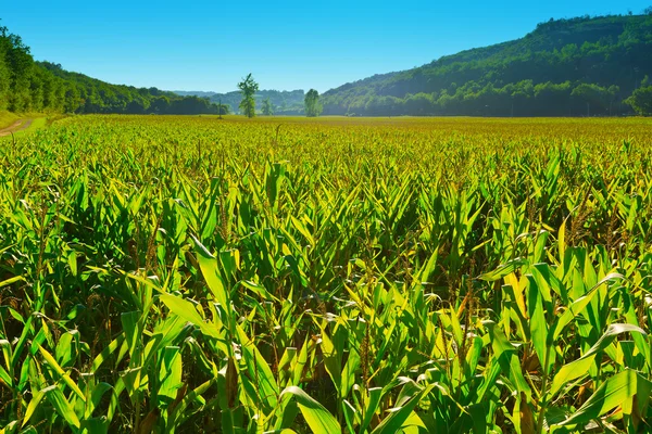 Corn — Stock Photo, Image