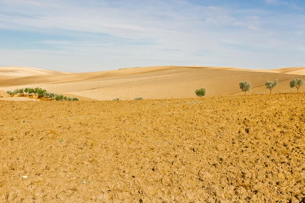 Campo folheado — Fotografia de Stock