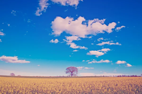 Campo — Fotografia de Stock