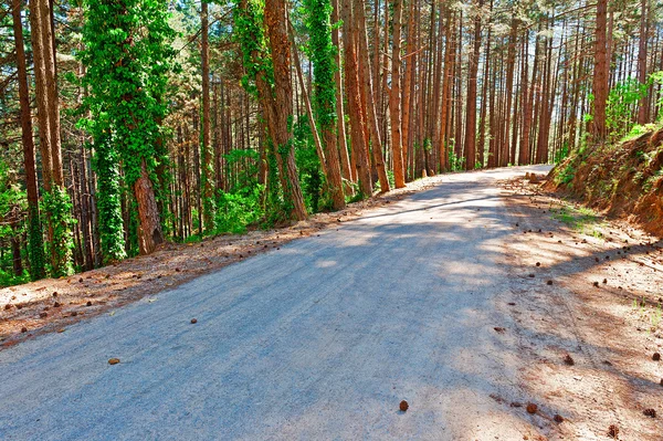 Floresta — Fotografia de Stock