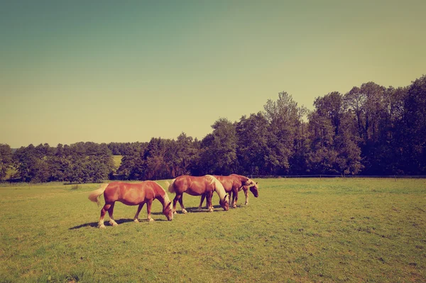 Caballos pastando — Foto de Stock