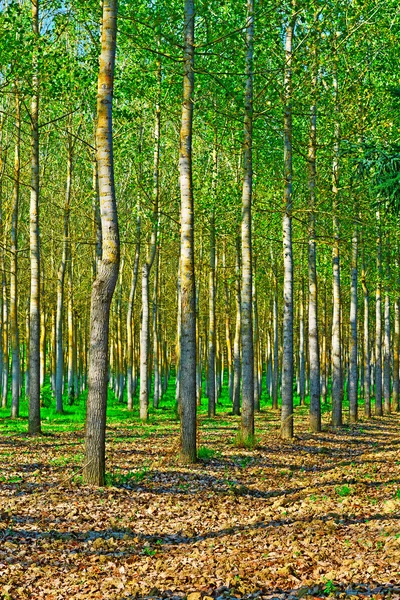 Floresta — Fotografia de Stock