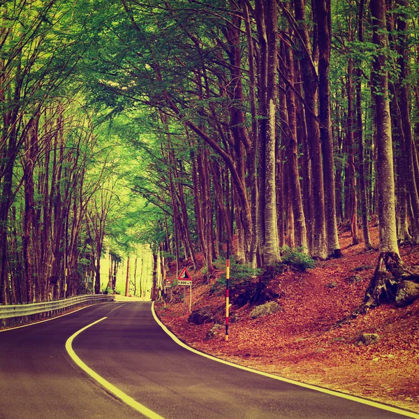 Forest Road — Stock Photo, Image