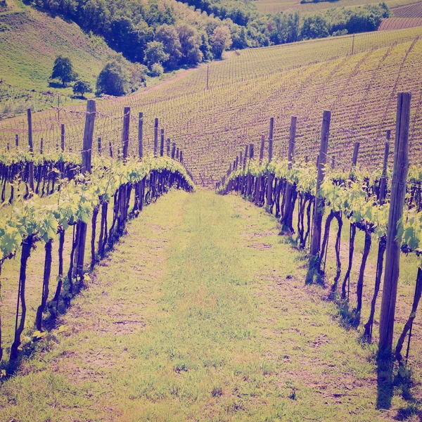 Vineyard — Stock Photo, Image