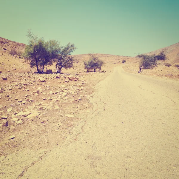 Árvores no deserto — Fotografia de Stock