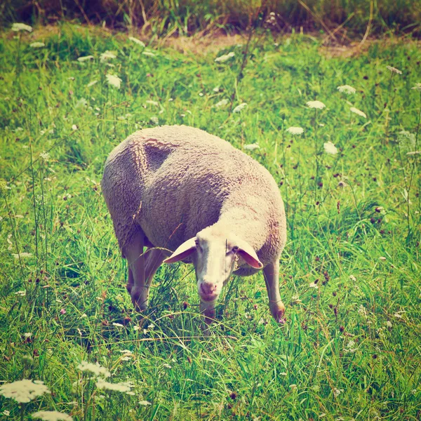 Sheep — Stock Photo, Image