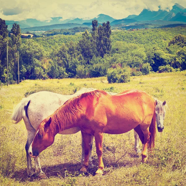 Hästar — Stockfoto