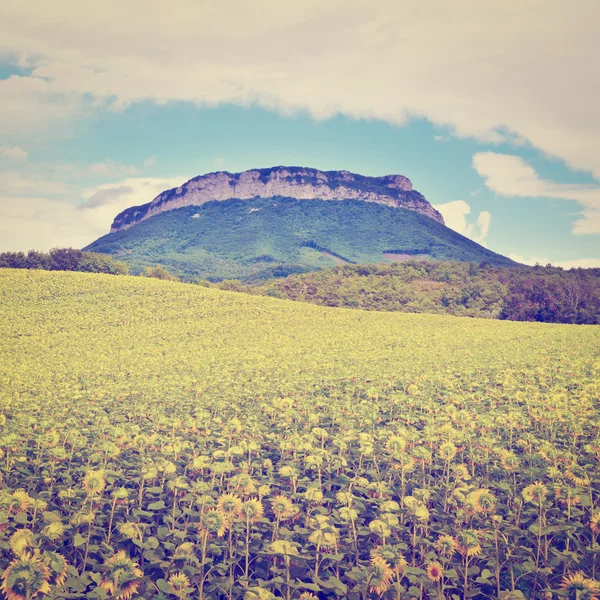 Sunflowers — Stock Photo, Image