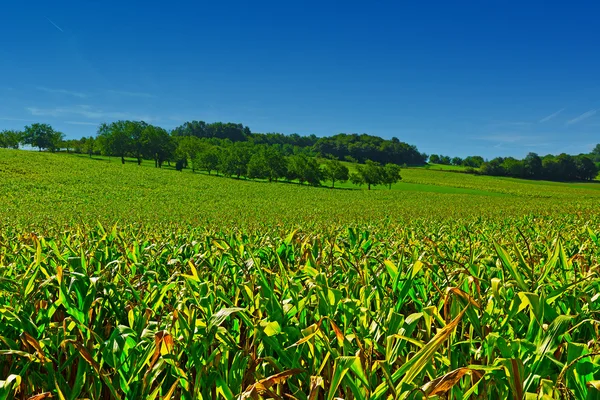 Plantation — Stock Photo, Image