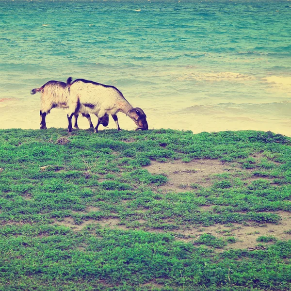 ロードス島のヤギ — ストック写真