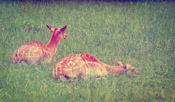鹿よ — ストック写真