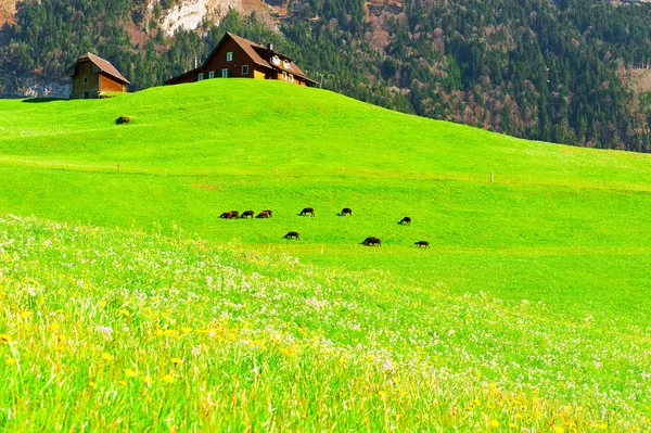 Keçi — Stok fotoğraf