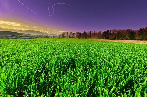 Meadows — Stock Photo, Image