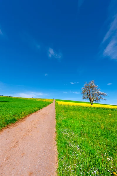 Ängar — Stockfoto