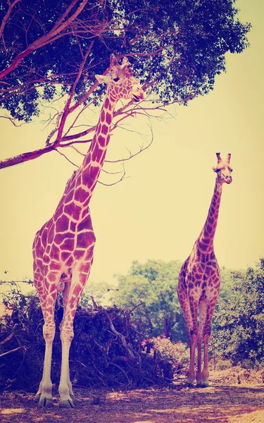 Girafe — Photo