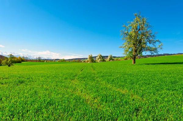 Wiesen — Stockfoto