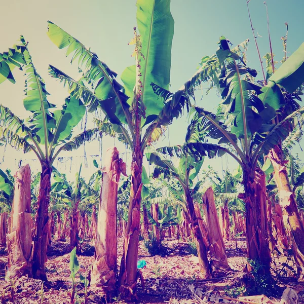 Bananenplantage — Stockfoto