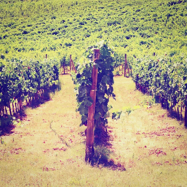 Vineyard — Stock Photo, Image