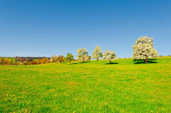 Weiden — Stockfoto