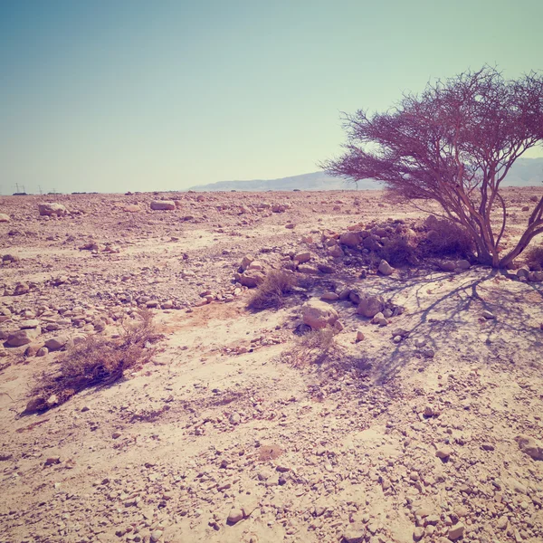 Árbol seco —  Fotos de Stock
