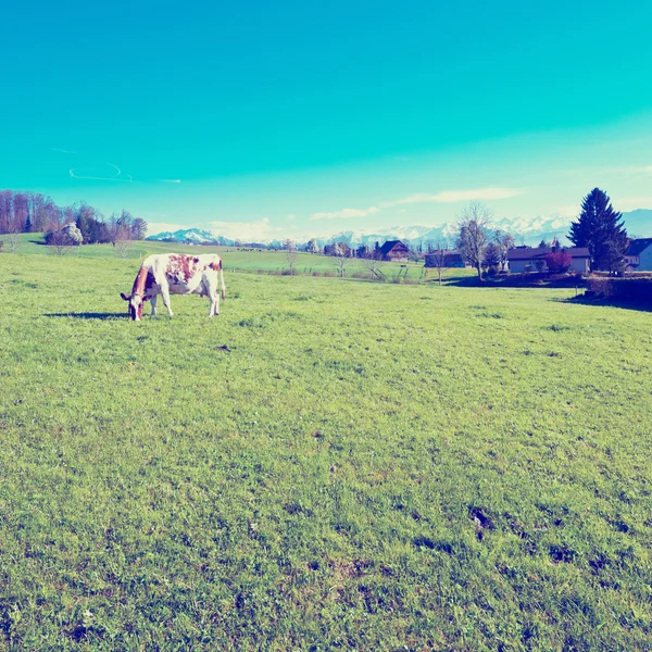 Pasture — Stock Photo, Image