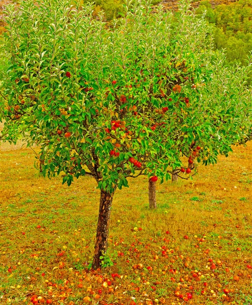 苹果树 — 图库照片