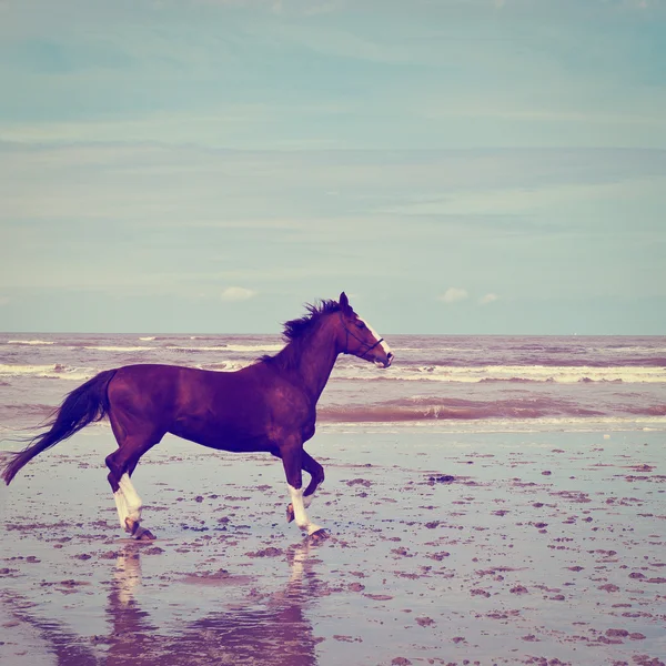 Cavalo — Fotografia de Stock