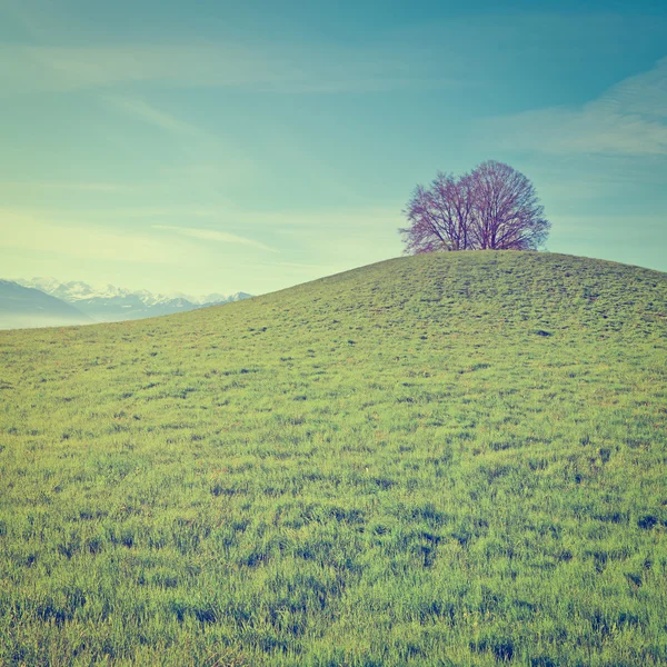 Collina verde — Foto Stock