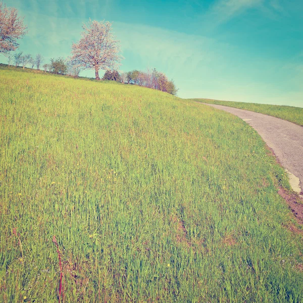 Pasture — Stock Photo, Image