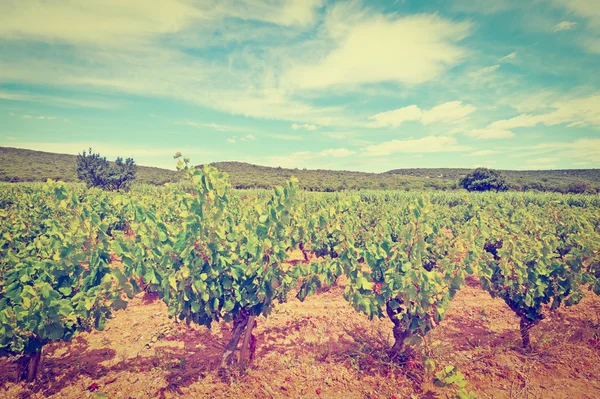 Vineyard — Stock Photo, Image