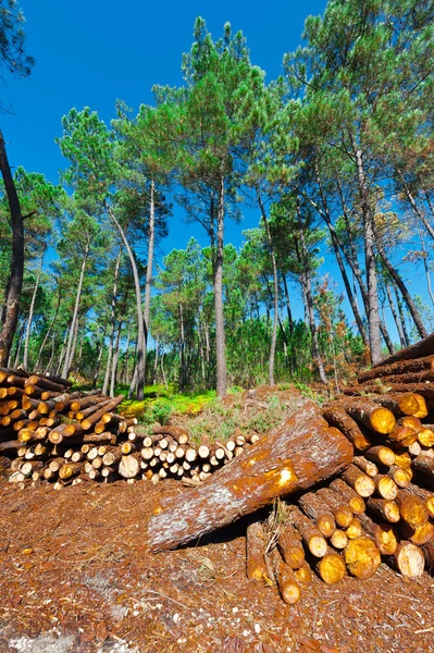 Madera — Foto de Stock