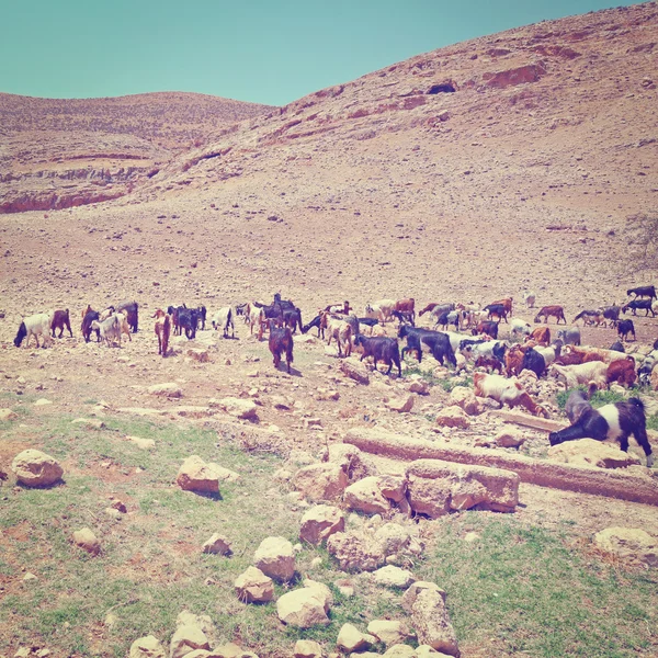 Keçi sürüsü — Stok fotoğraf