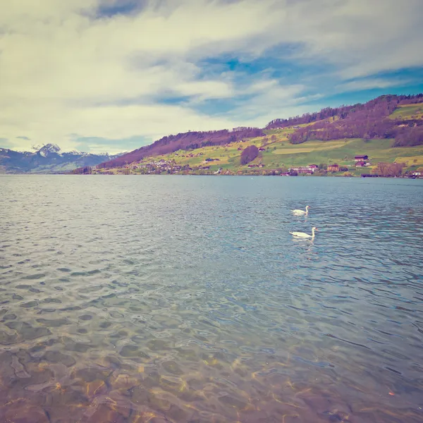 Two Swans — Stock Photo, Image