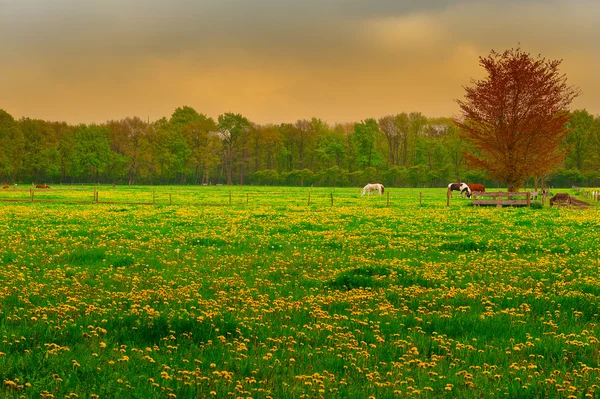 Koeien en paarden — Stockfoto