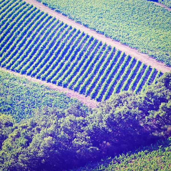 Vineyard — Stock Photo, Image