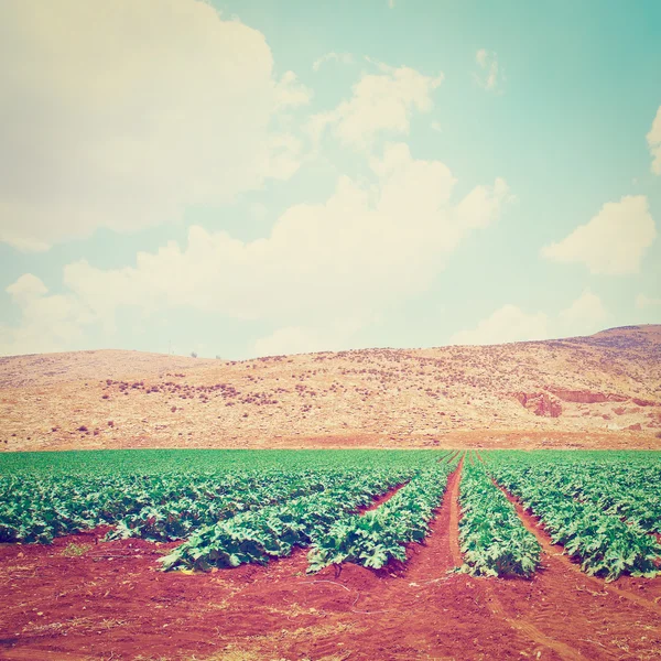 Abóbora — Fotografia de Stock