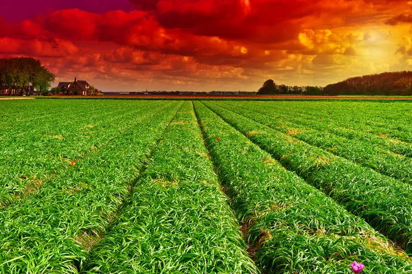 Campos de tulipanes — Foto de Stock