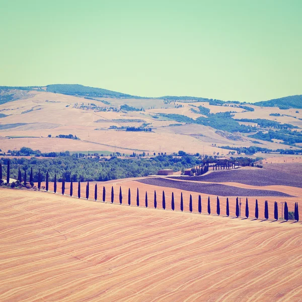 Cypress Alley in Tuscany, Instagram Effect — Stock Photo, Image