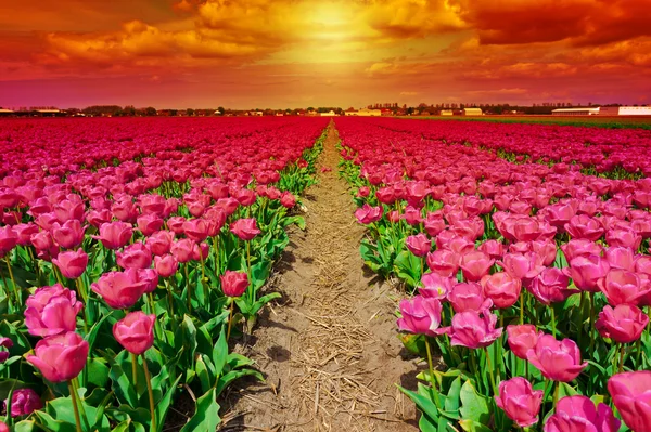Тюльпаны Нидерландов — стоковое фото