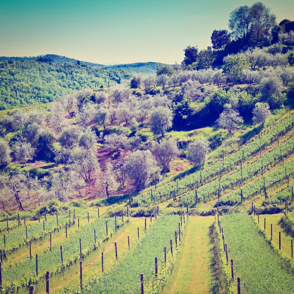 Виноградник и олива — стоковое фото