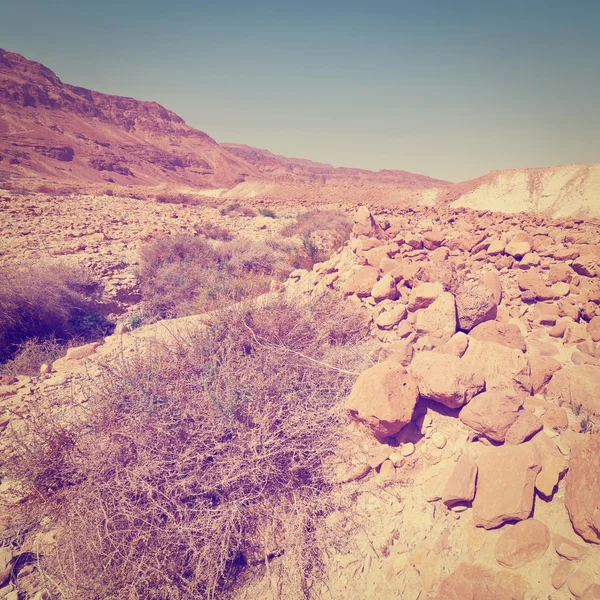 Köves sivatagban — Stock Fotó