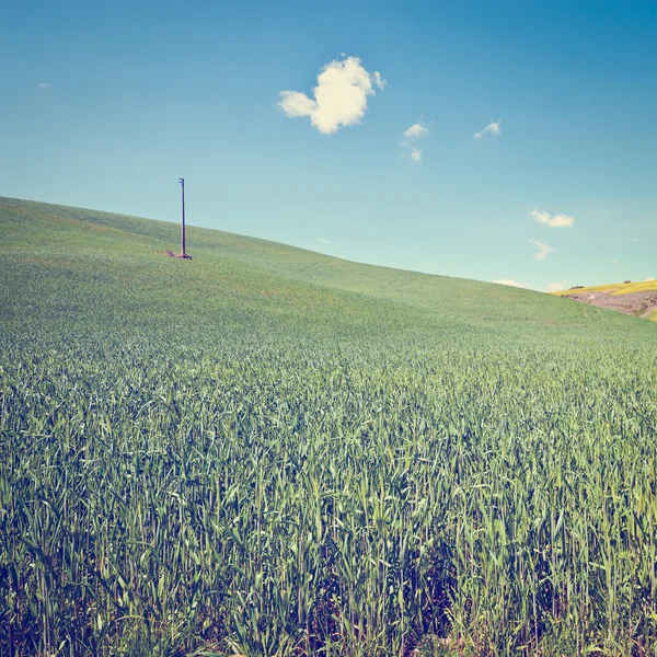 Meadows of Tuscany — Stock Photo, Image