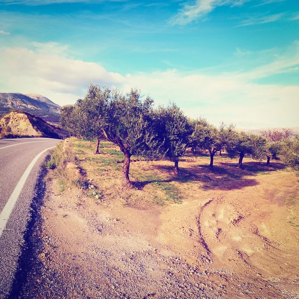 Zeytin — Stok fotoğraf