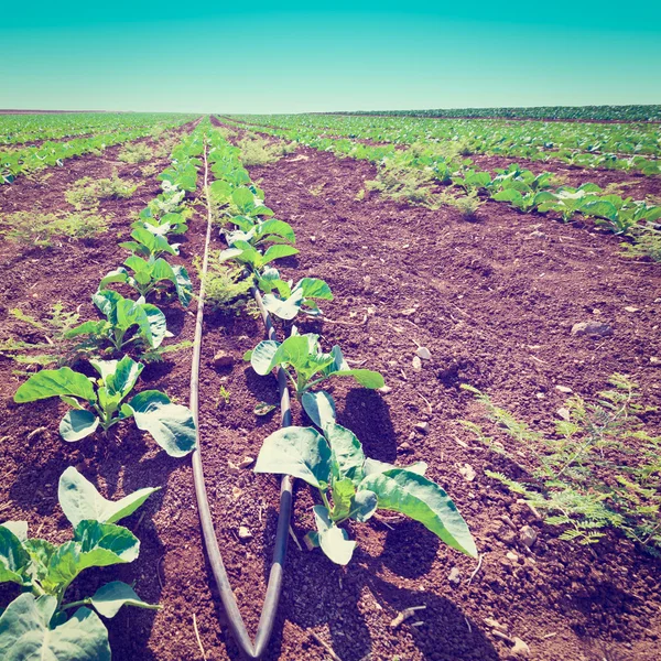 Green Seedling — Stock Photo, Image