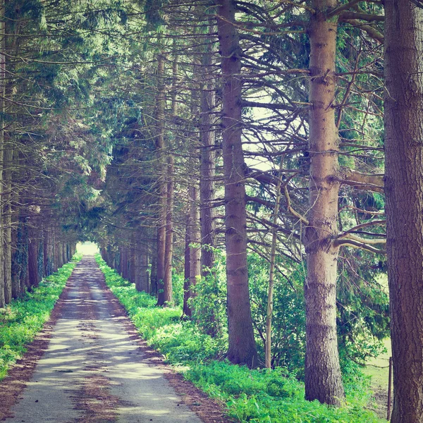 Feldweg — Stockfoto